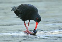 Variable Oystercatcher